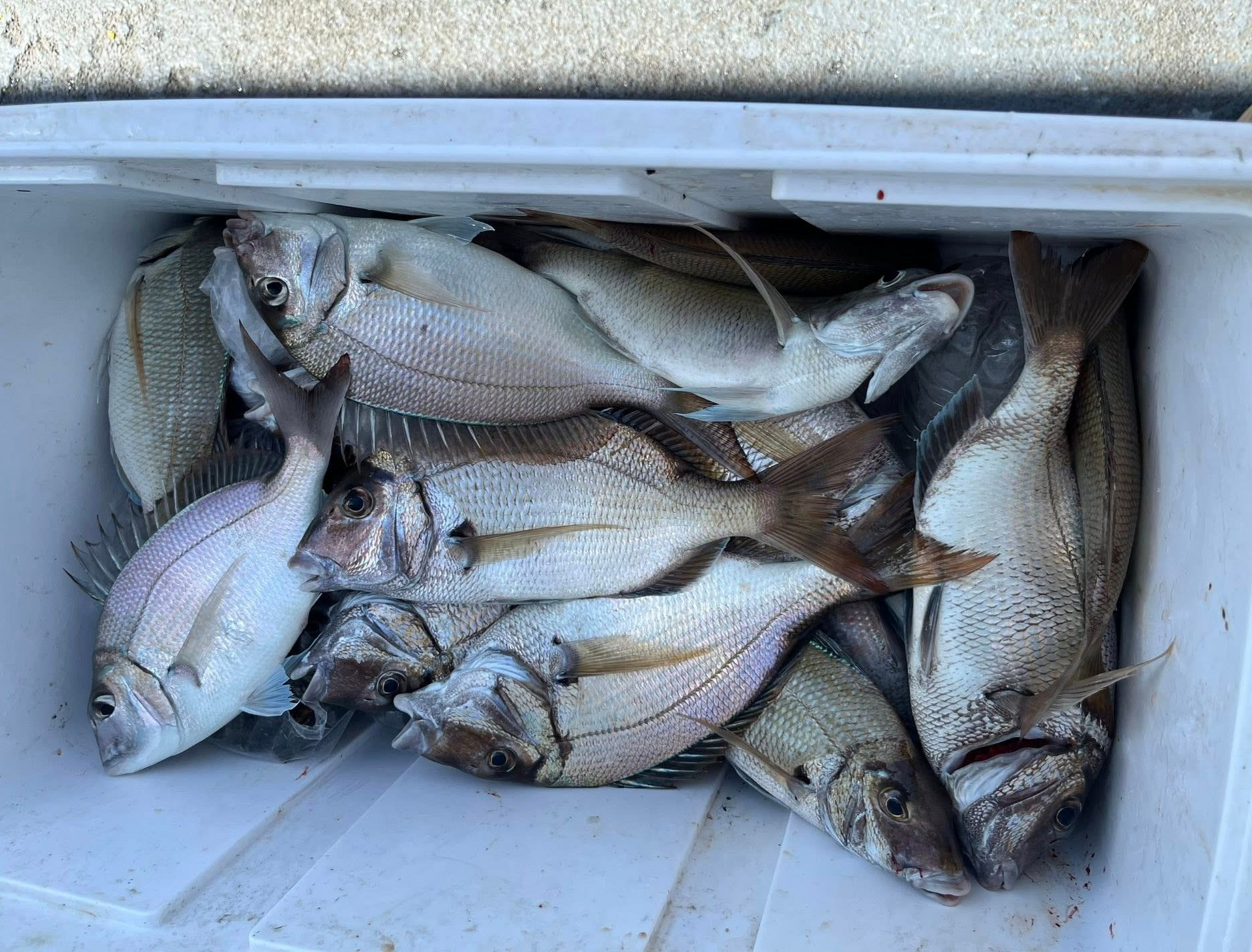 Deep-Sea-Fishing-New-Jersey-Paramount