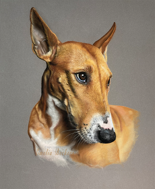 Portret van een bruin-witte hond met spitse oren tegen een grijze achtergrond.