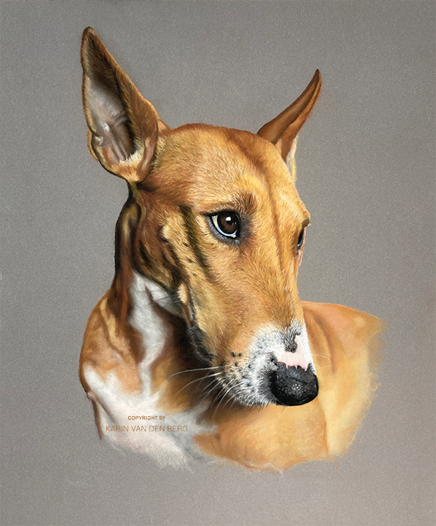 Portret van een bruin-witte hond met spitse oren tegen een grijze achtergrond.