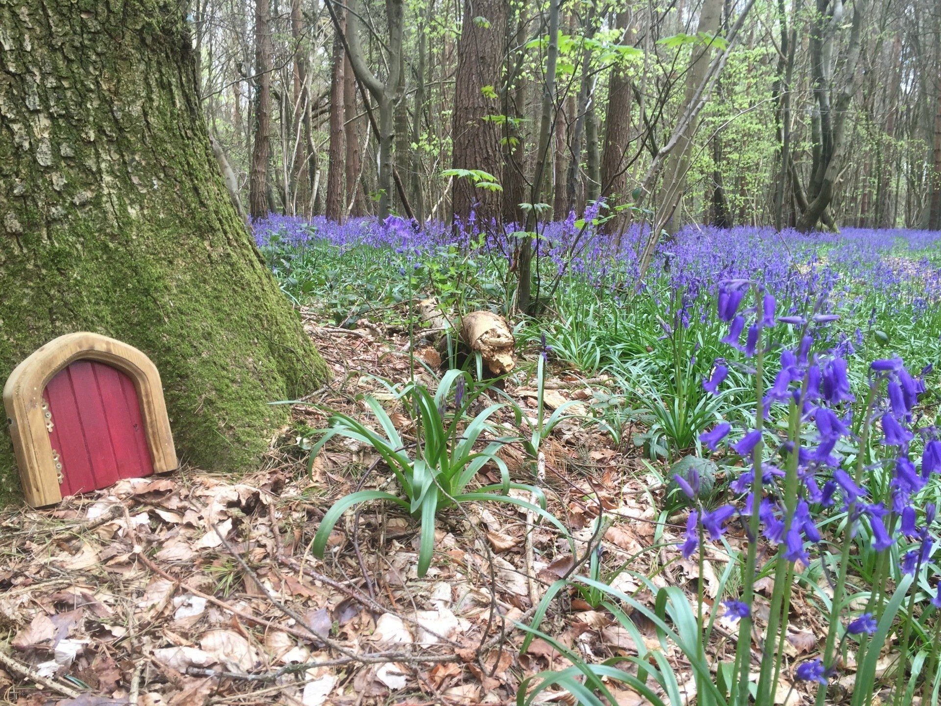 Fairy doors