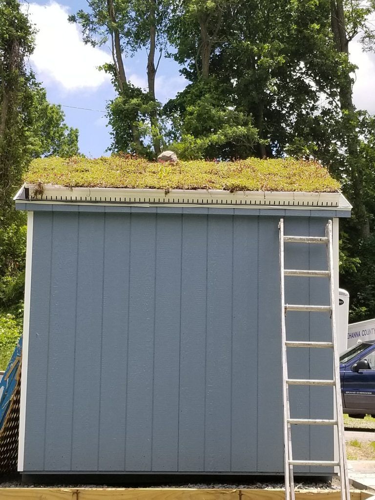 Blue shed with a green roof, white trim, and a ladder leaning against it outdoors.