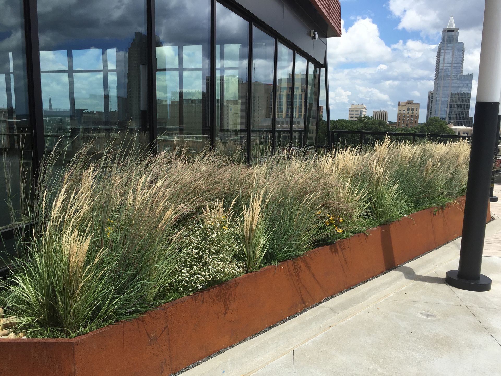 Rooftop garden with tall grasses and other plants in a rusty metal planter box, beside a building with glass windows.