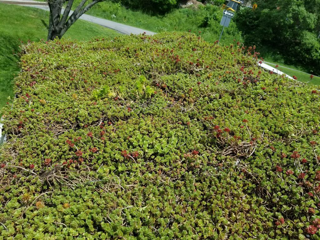 Green roof with dense vegetation, viewed from above, with surrounding greenery.