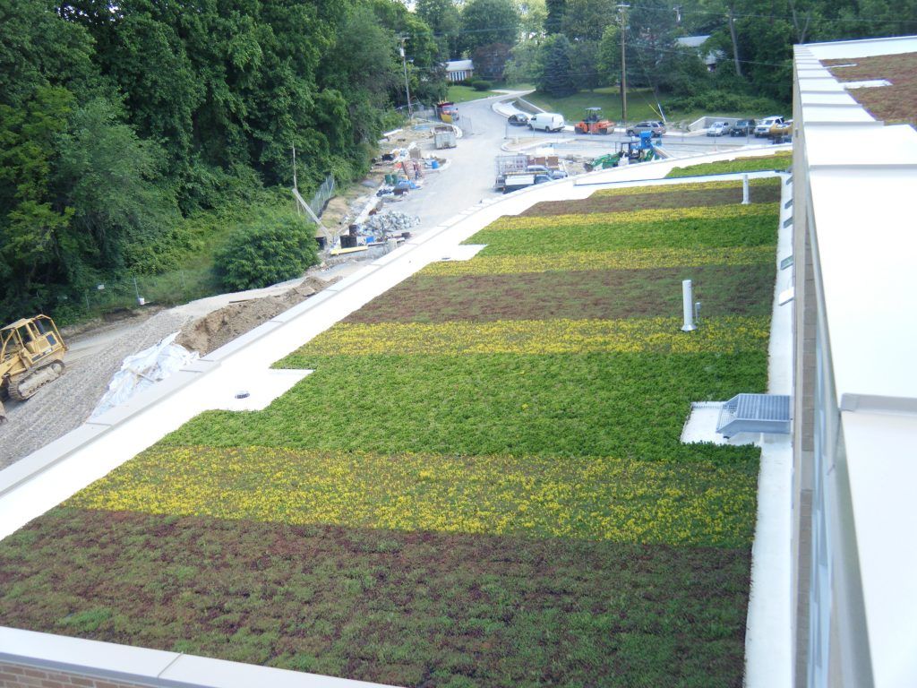 Green roof with various shades of plants, adjacent to a construction site and road with trees.
