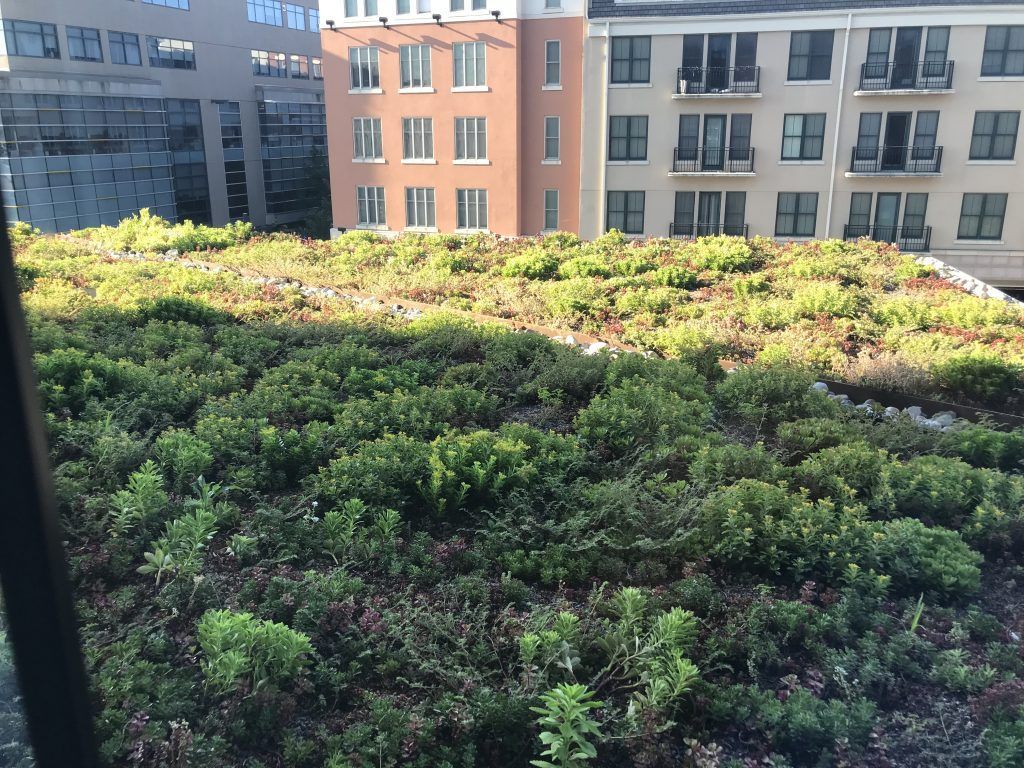 Green roof with buildings in the background. Lush, varied green foliage covers the roof, lit by sunlight.