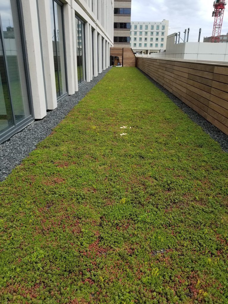 Green rooftop garden next to a modern building with a wooden fence.