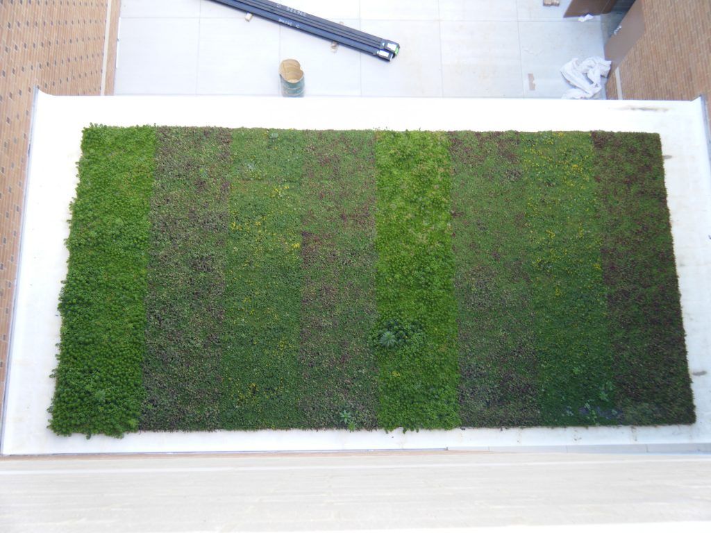 Overhead view of a rectangular green roof with sections of varying shades, bordered by white material.