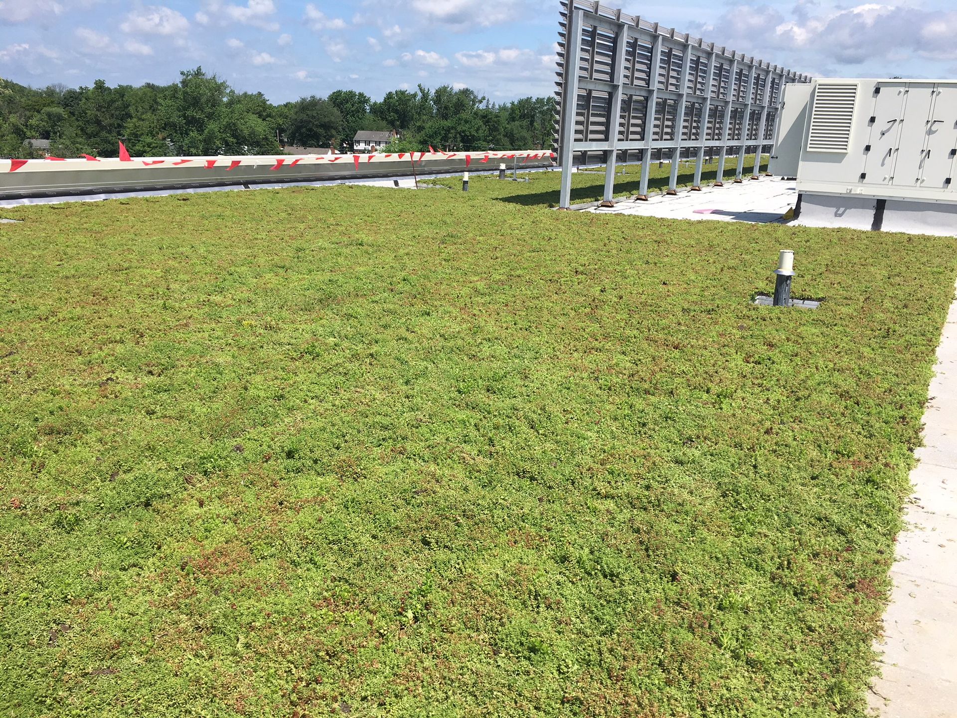 Green roof with low-growing plants on a flat surface, with a metallic structure in the background under a blue sky.