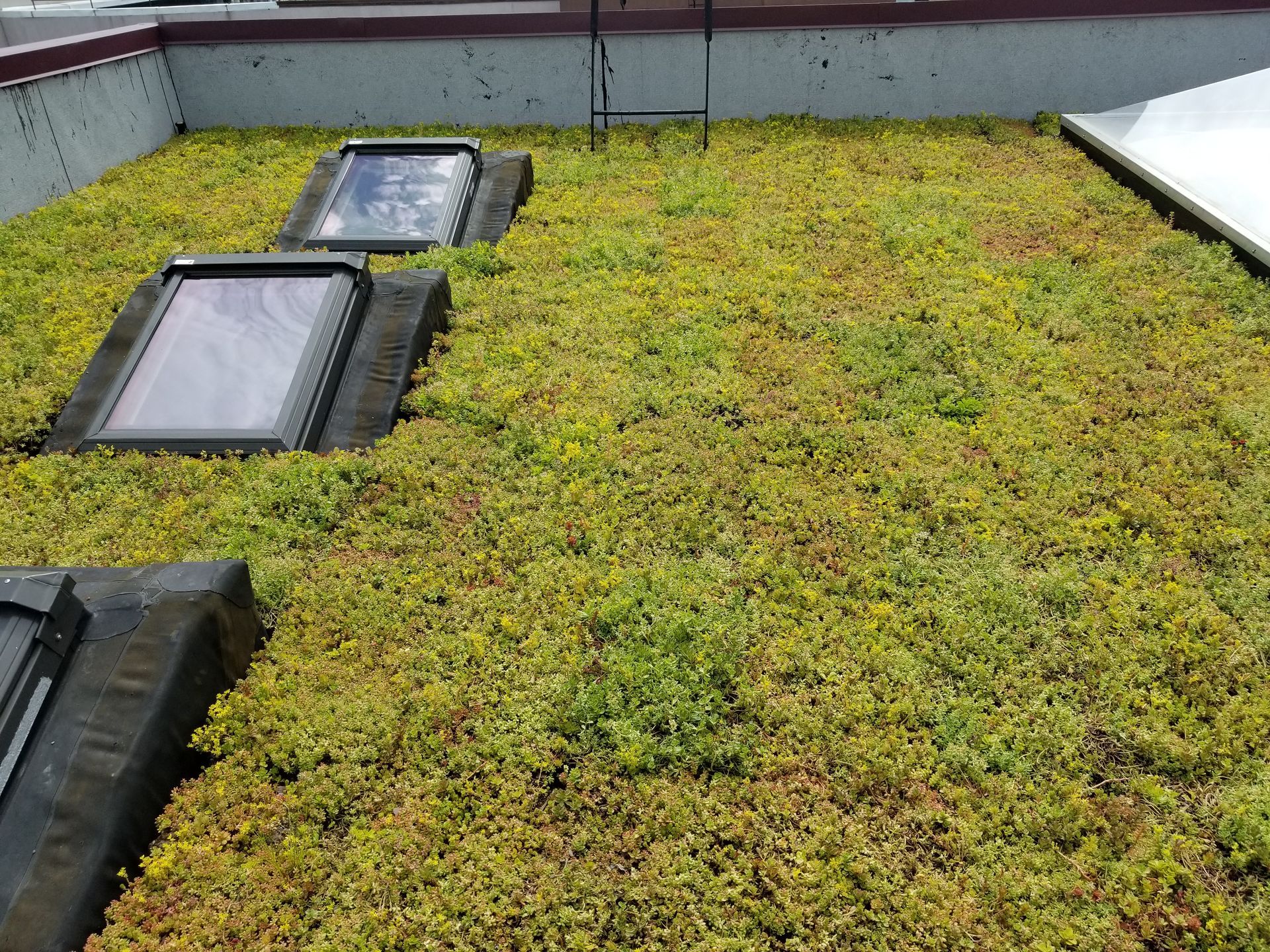 Green roof with skylights.