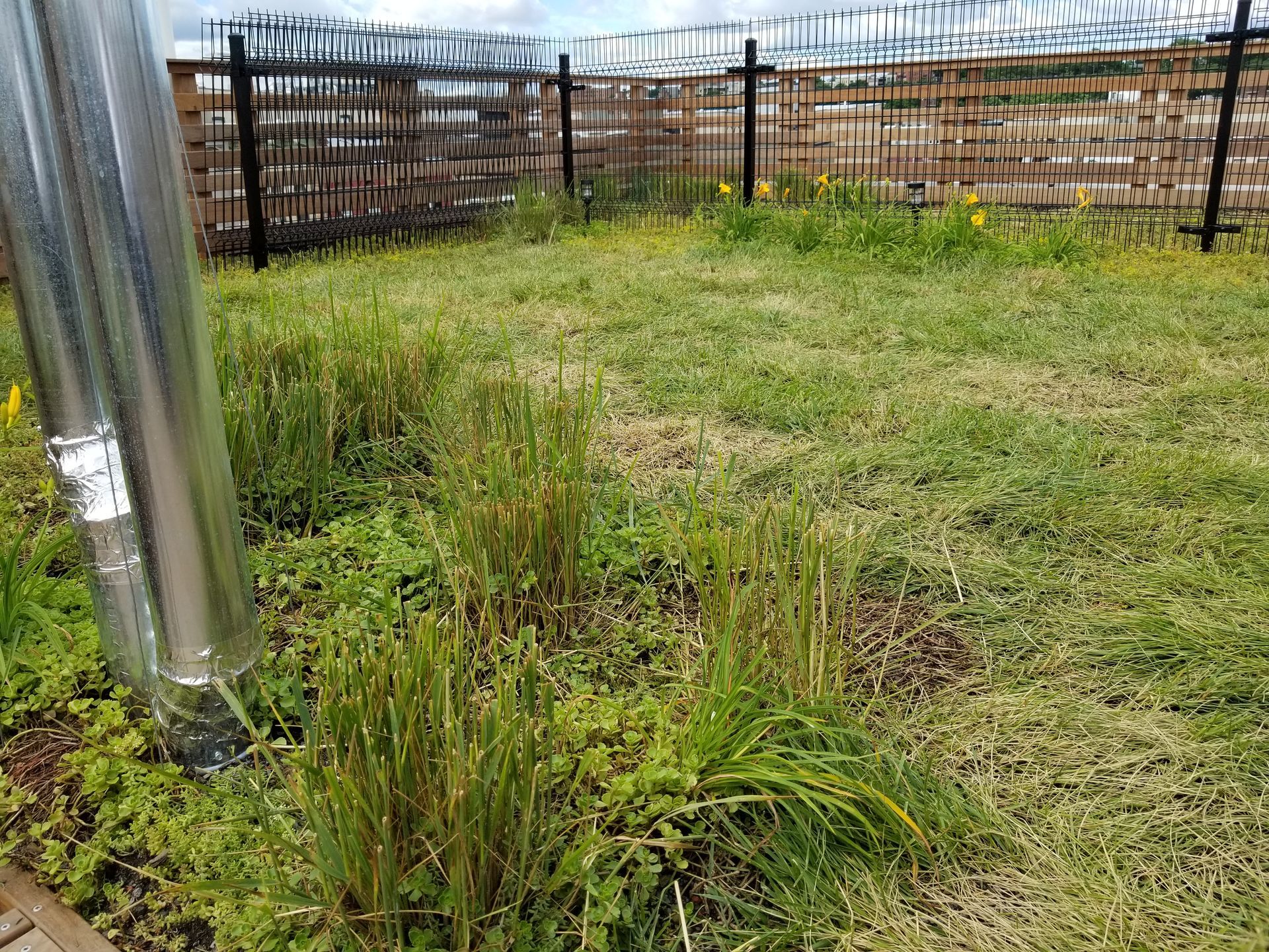 A grassy yard with several small bushes, a metal pipe, and a black fence.