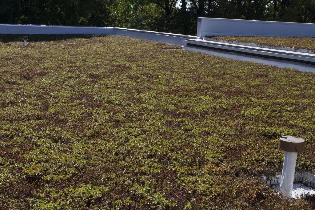 Green roof with plants and drainage pipes.