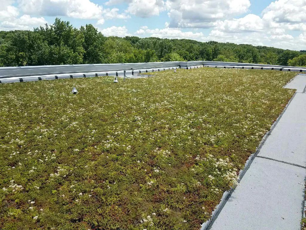 Green rooftop with low plants and a gravel path under a cloudy sky