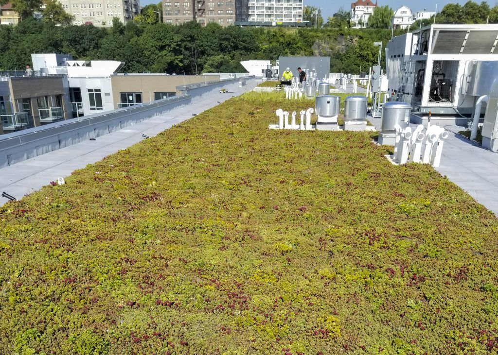 Green roof on a building, with vegetation and support equipment.
