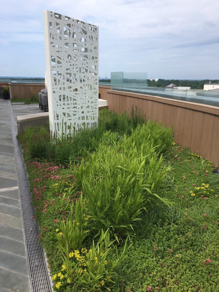 Rooftop garden with dense green plants, flowers, and a white, patterned screen. Blue sky in the background.