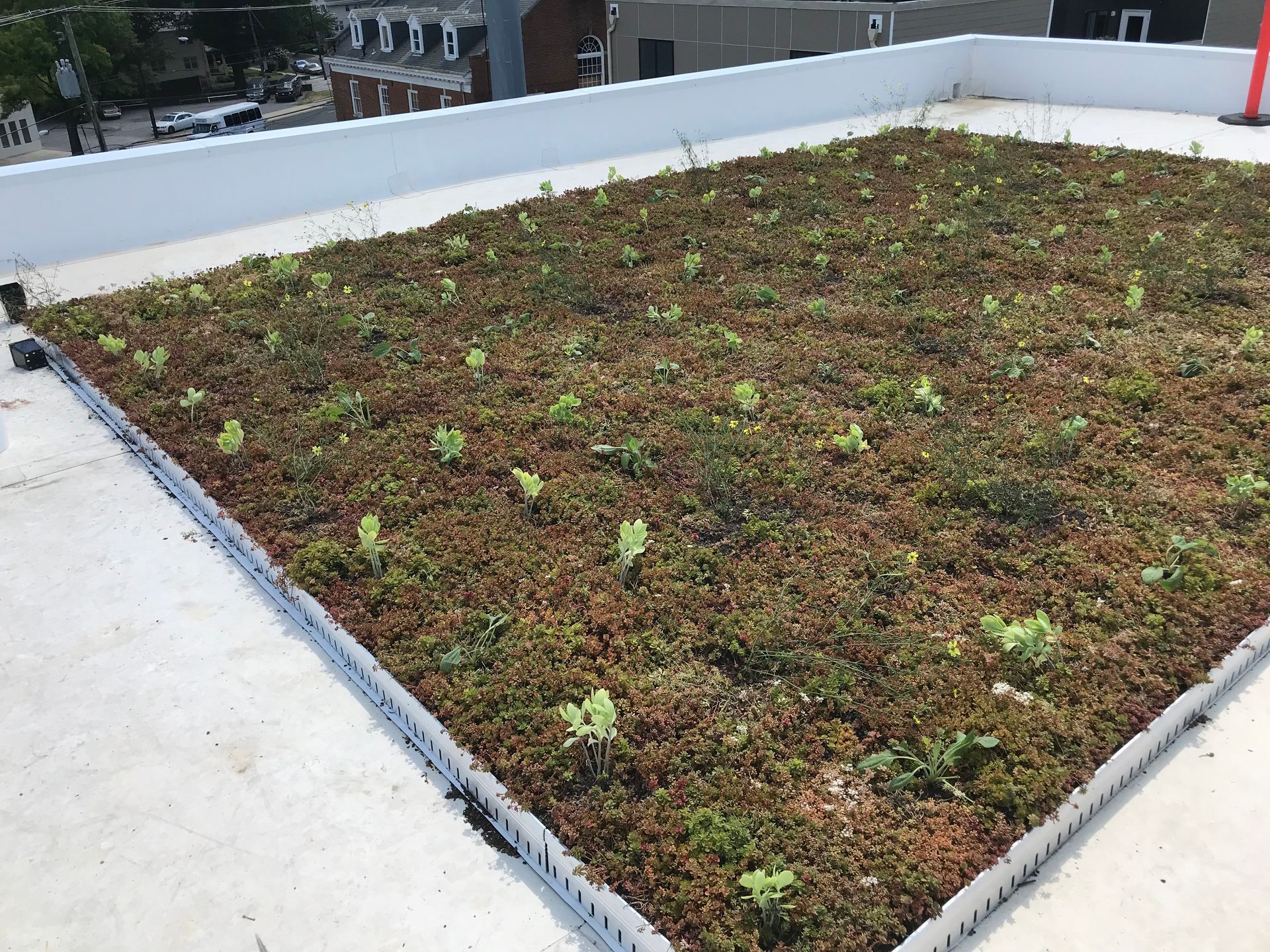 Rooftop green space with low-growing plants and white perimeter edging against a white roof surface.