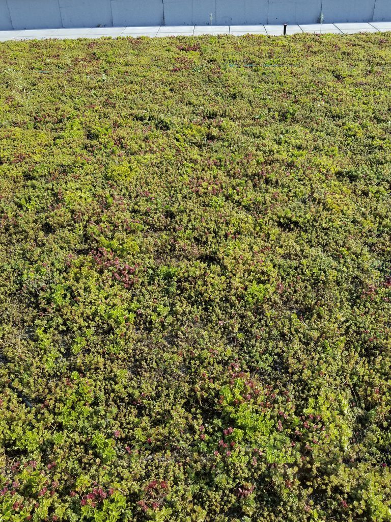 Green rooftop covered in low-growing plants, likely sedum, under a light blue edge.