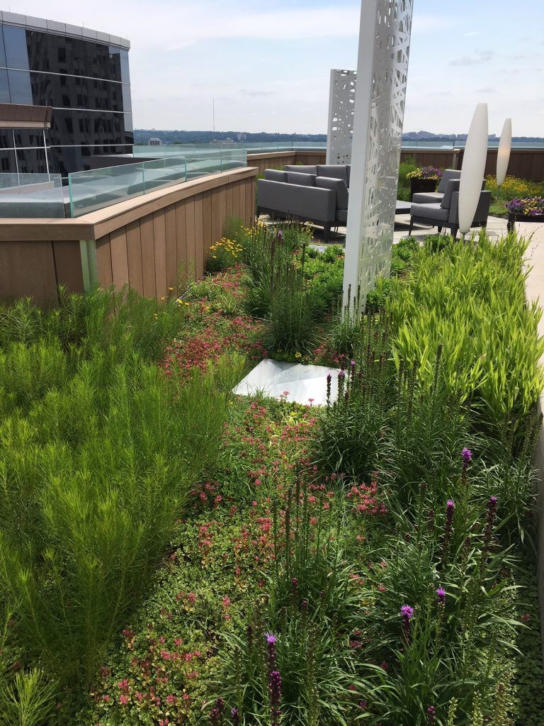 Rooftop garden with various green plants and purple flowers. Features seating and modern architecture against a sky backdrop.