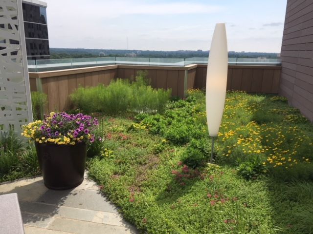 Rooftop garden with lush greenery, wooden fence, tall lamp, and flowering plants in pots, overlooking a cityscape.