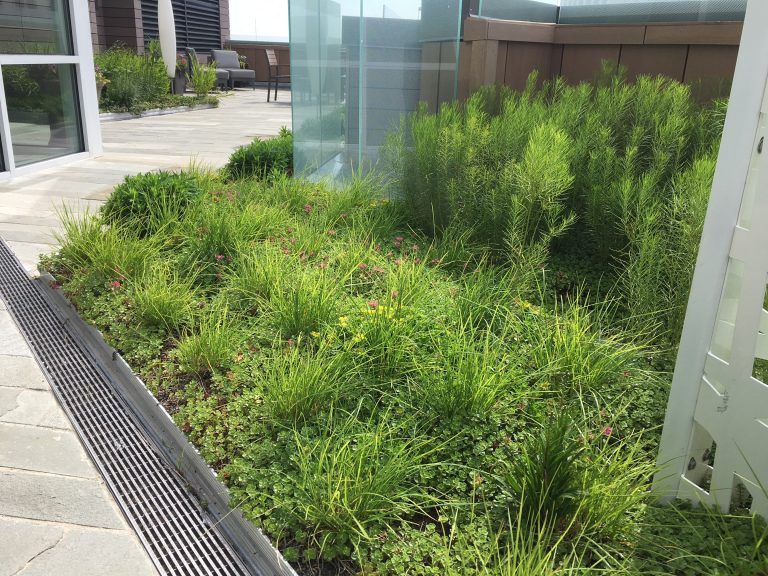 Green plants grow in a rooftop garden bed, next to a glass panel and drain.