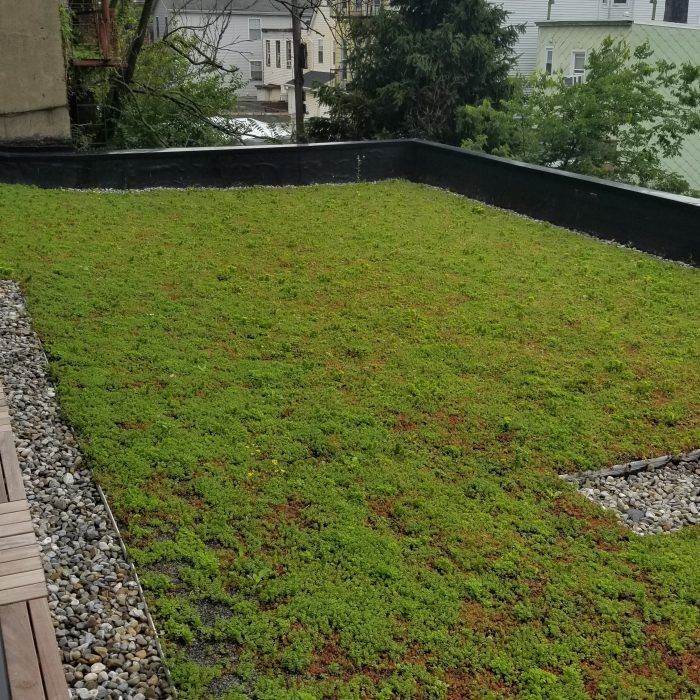 Green rooftop garden with mossy grass, black edging, and a view of nearby houses and trees