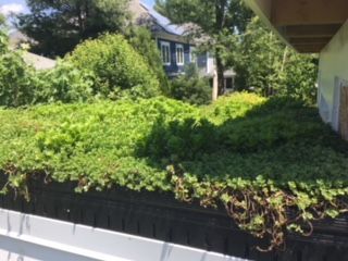 Lush green plants growing on a rooftop with a house in the background on a sunny day.