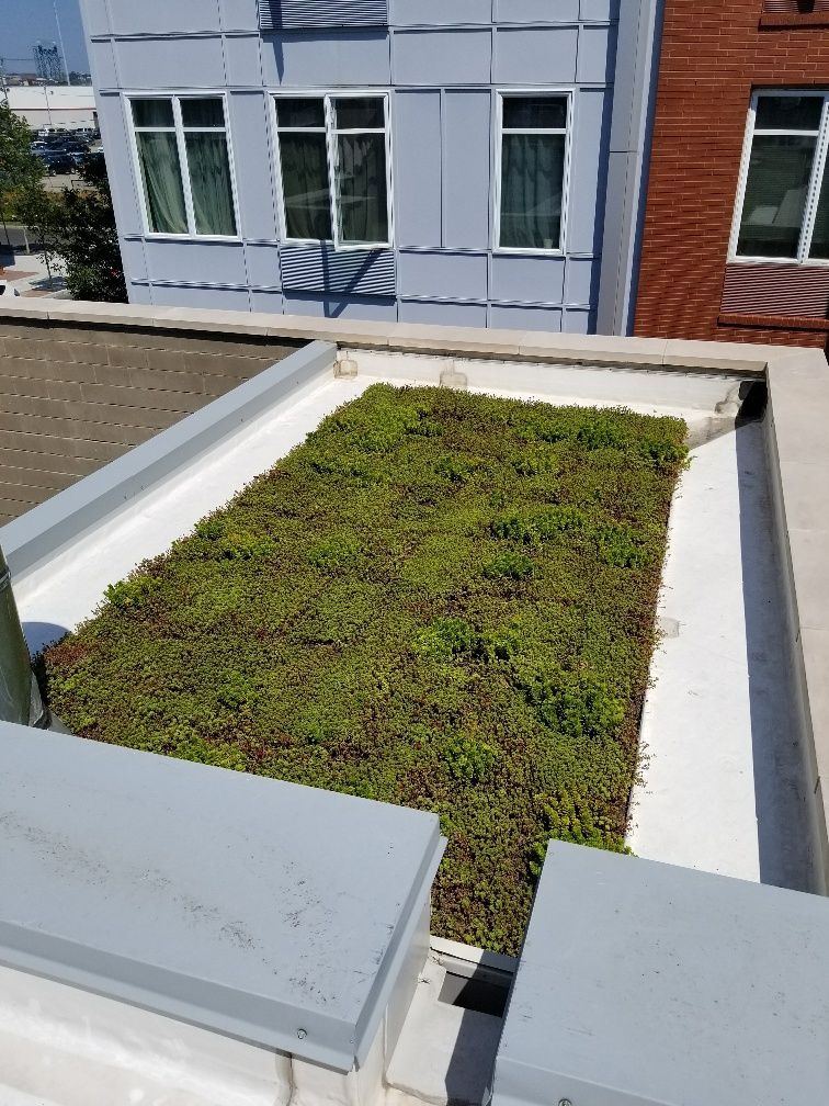 Green roof on a flat rooftop, surrounded by white and gray building elements.