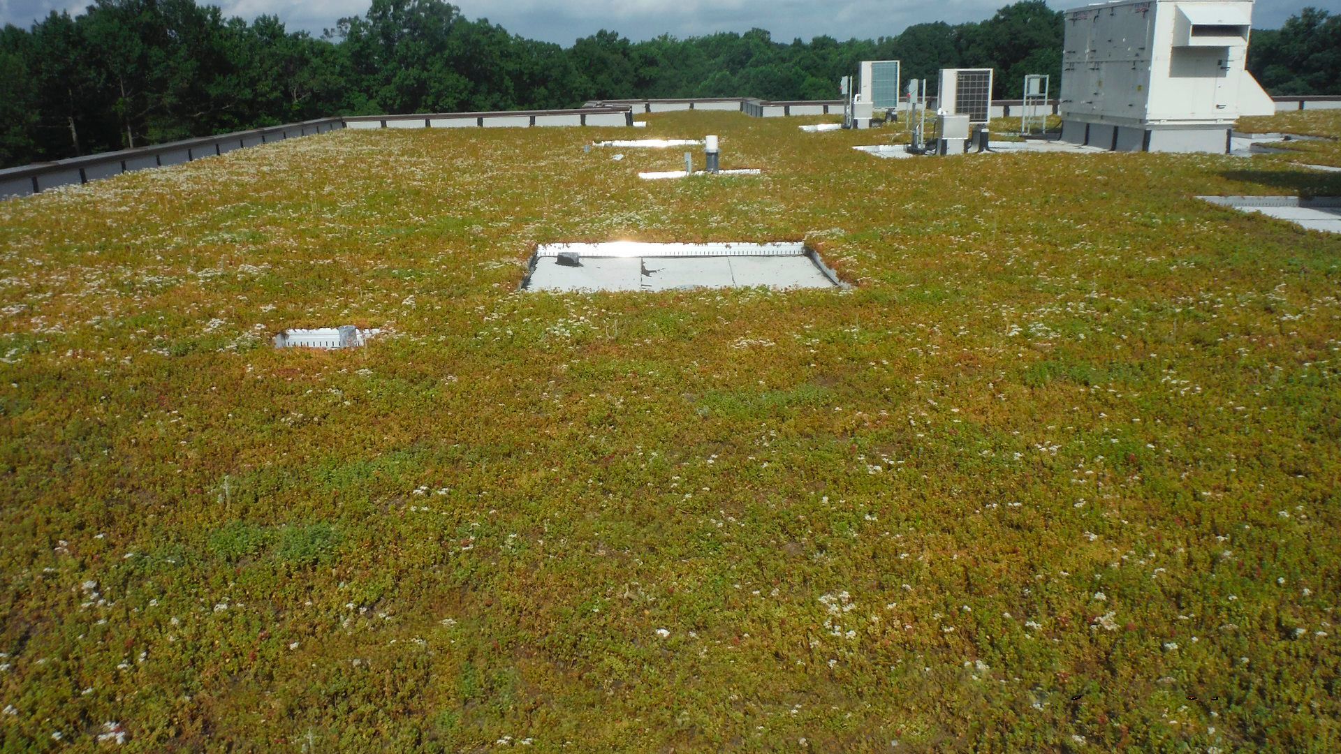 Green roof on a building with ventilation structures. Plants are thriving in sunlight.