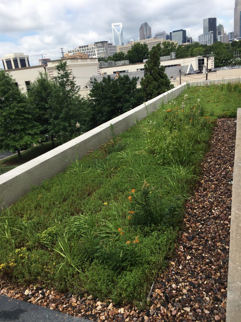 Green roof with grasses and flowers; city skyline in the background.