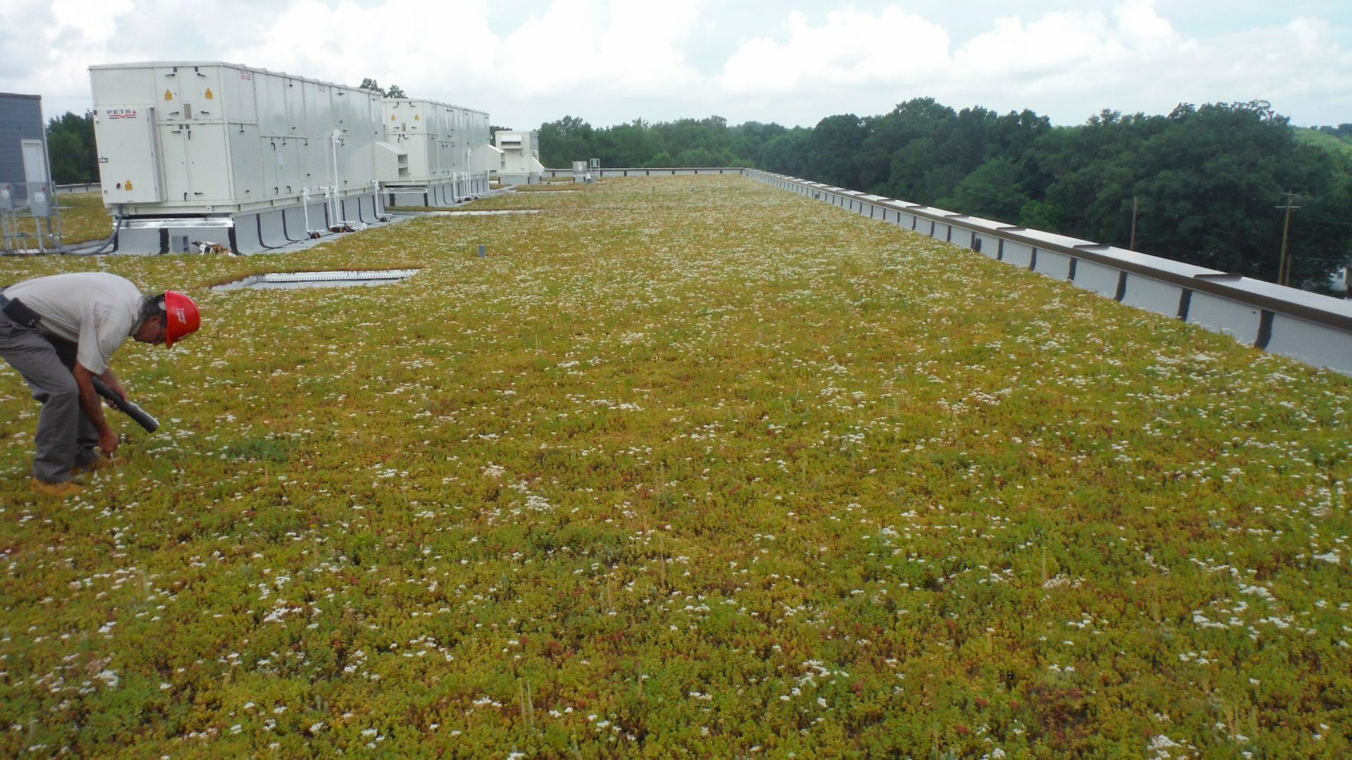 Man inspecting green roof with vegetation and white flowers; industrial buildings in background.