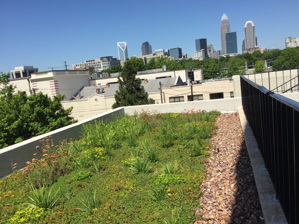 Rooftop garden with plants, gravel border, and cityscape backdrop under a blue sky.
