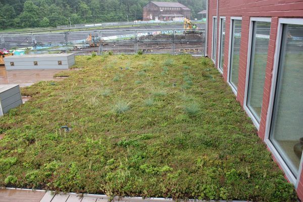 Green roof on a building with windows, construction in the background; green plants and moss.