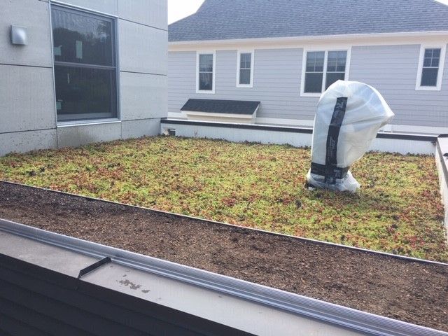 Green roof with brown border and gutter, adjacent to a light gray building.