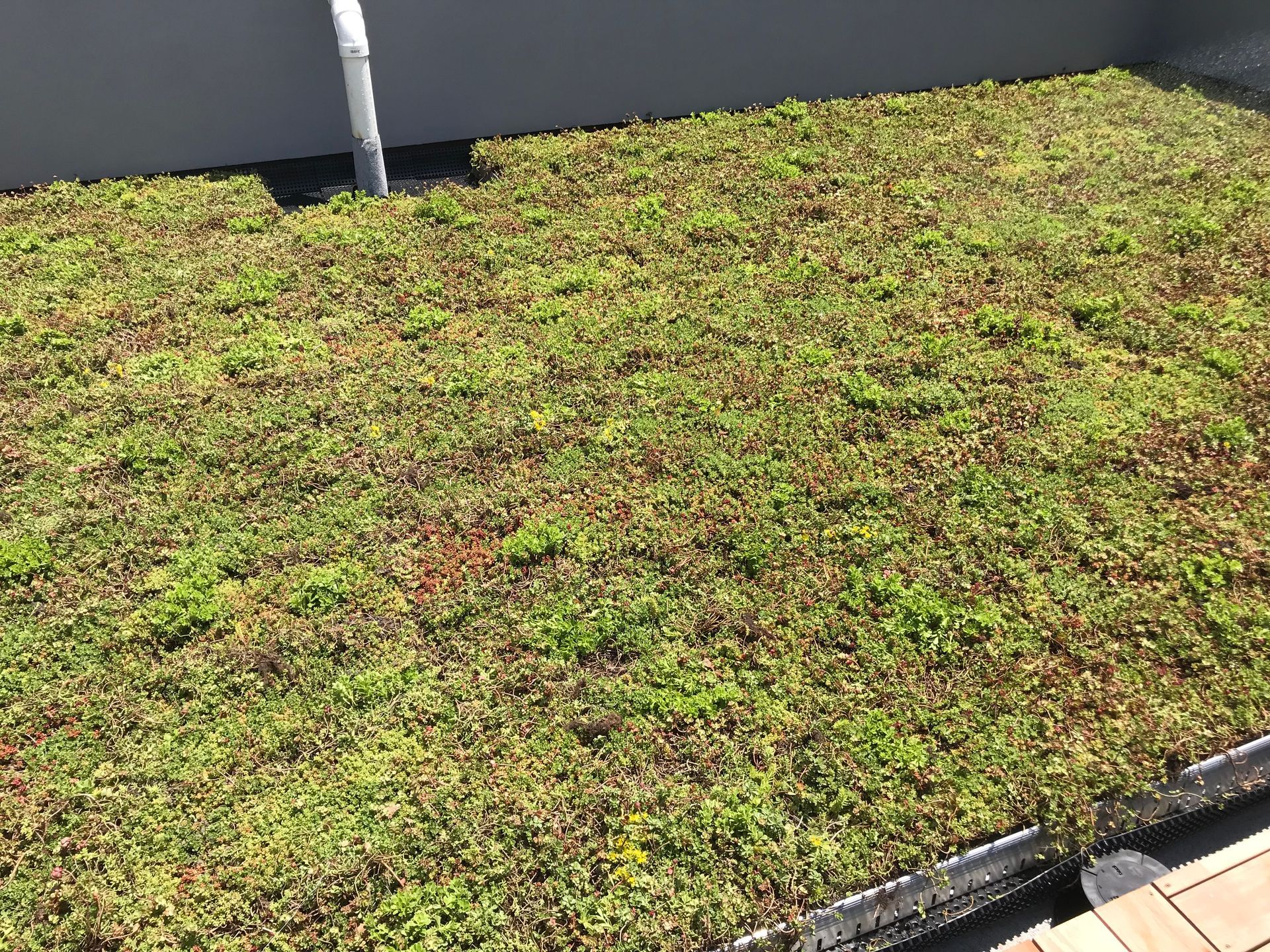 Green roof with low-growing plants near a white wall and drain pipe.