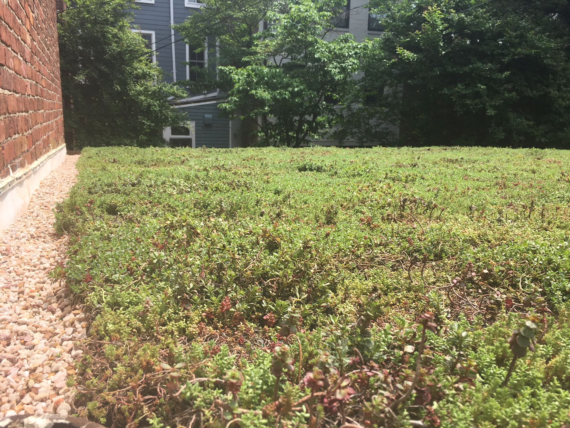 Green rooftop garden next to a brick building; gravel border, trees and blue house in the background.