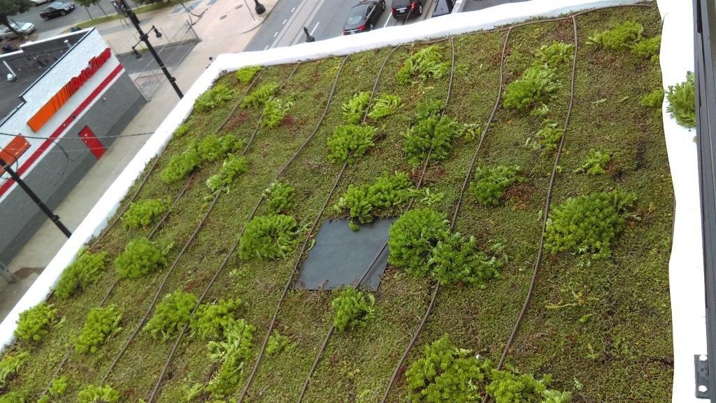 Green roof with vegetation, possibly on a commercial building; viewed from above.