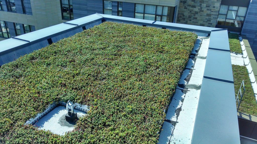 Green roof on a building, rectangular with vegetation. Dark edging and a small structure is visible.