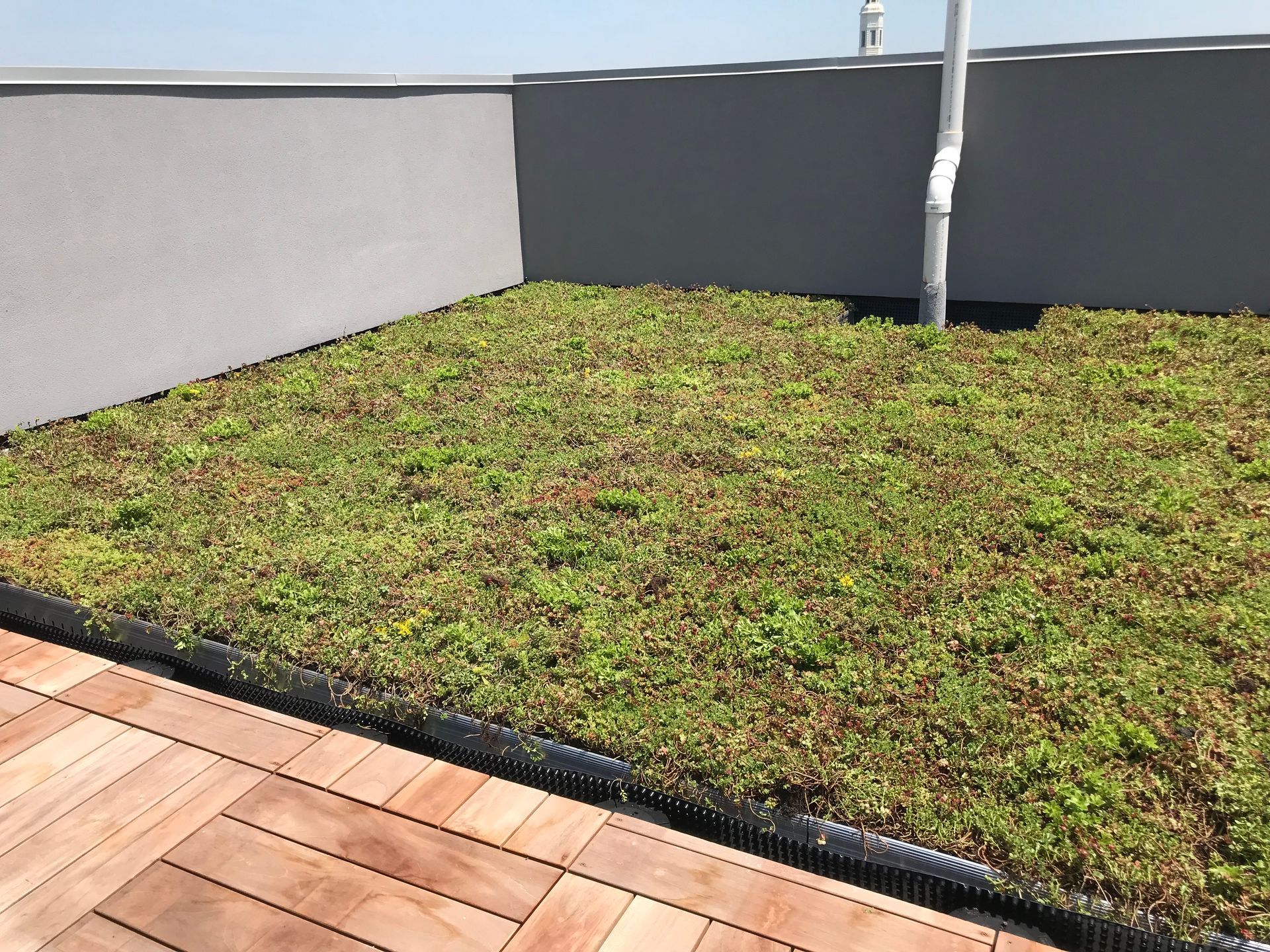 Green roof with plants against a grey wall and wooden deck.