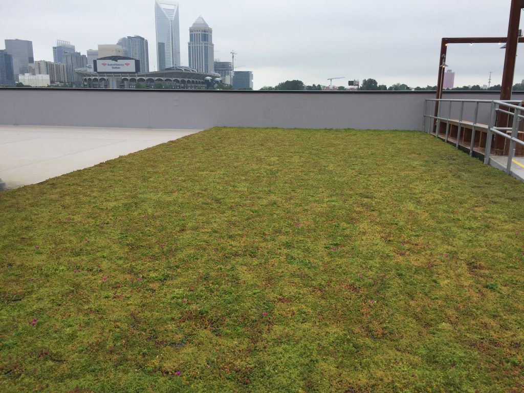 Green rooftop with city skyline in the background.