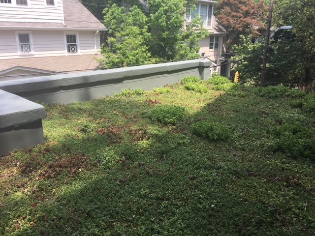 Green roof on a concrete ledge, lush vegetation, houses and trees in background.