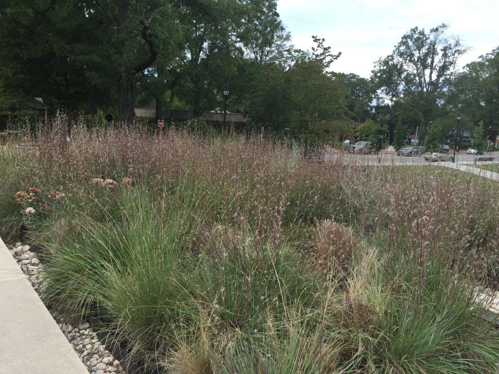 Grassy landscape bed with brown and green plants, bordering a sidewalk, with trees and buildings in the background.