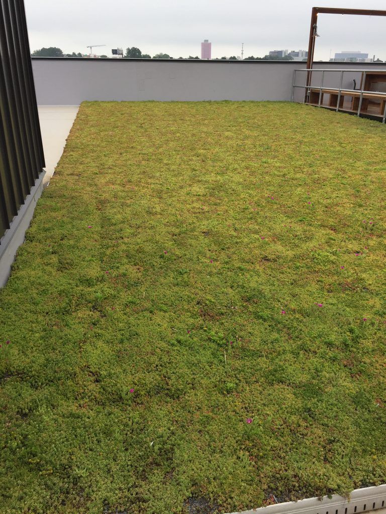 Green rooftop garden on a flat surface with a cityscape in the background.