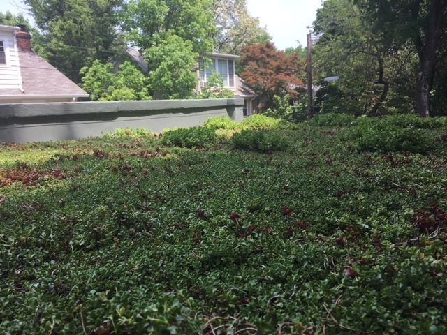 Green roof with dense vegetation, viewed from slightly above. Background includes a house and trees.