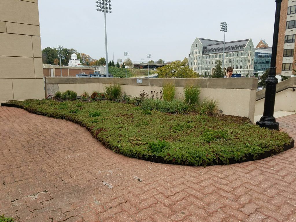 Green groundcover garden bed on brick pathway, with buildings and overcast sky in background.