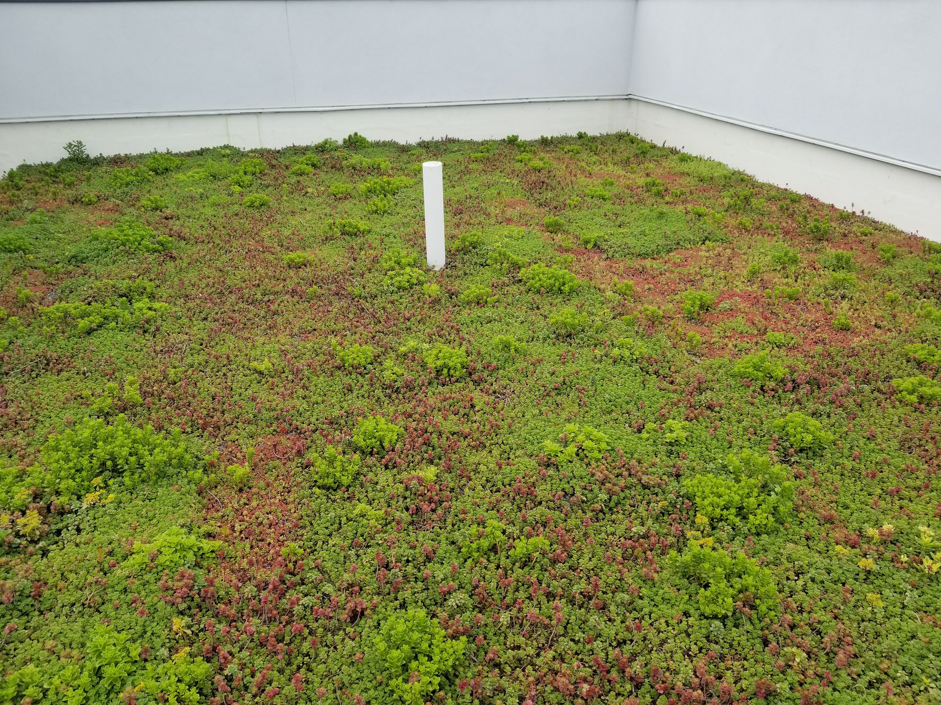 Green roof with red and green plants, white pipe, against a white wall.