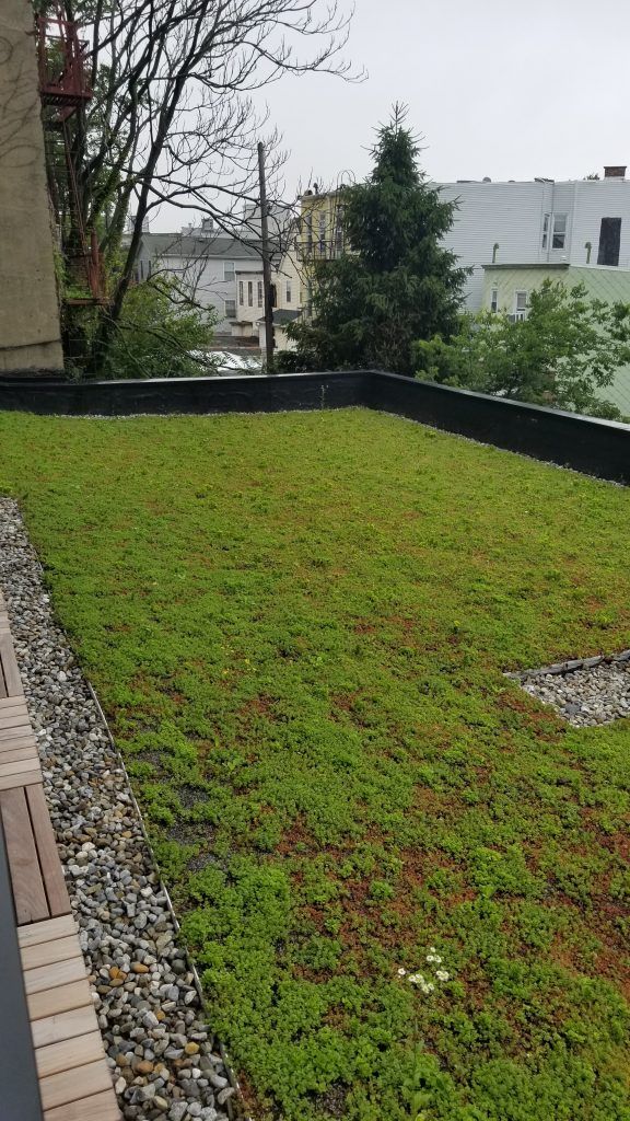 Green roof with vegetation, surrounded by gravel and building edges, overlooking a cityscape.