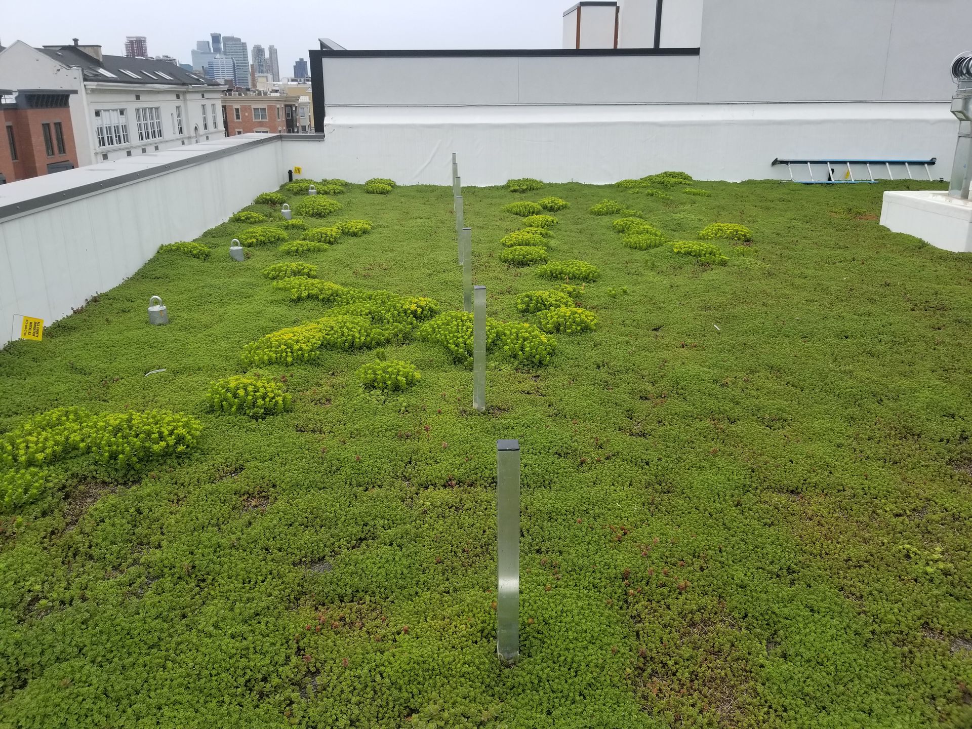 Green roof with low-growing plants and vertical metal posts on a city building rooftop.