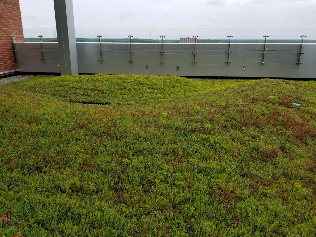 Green rooftop garden with glass railing and cloudy sky in background.
