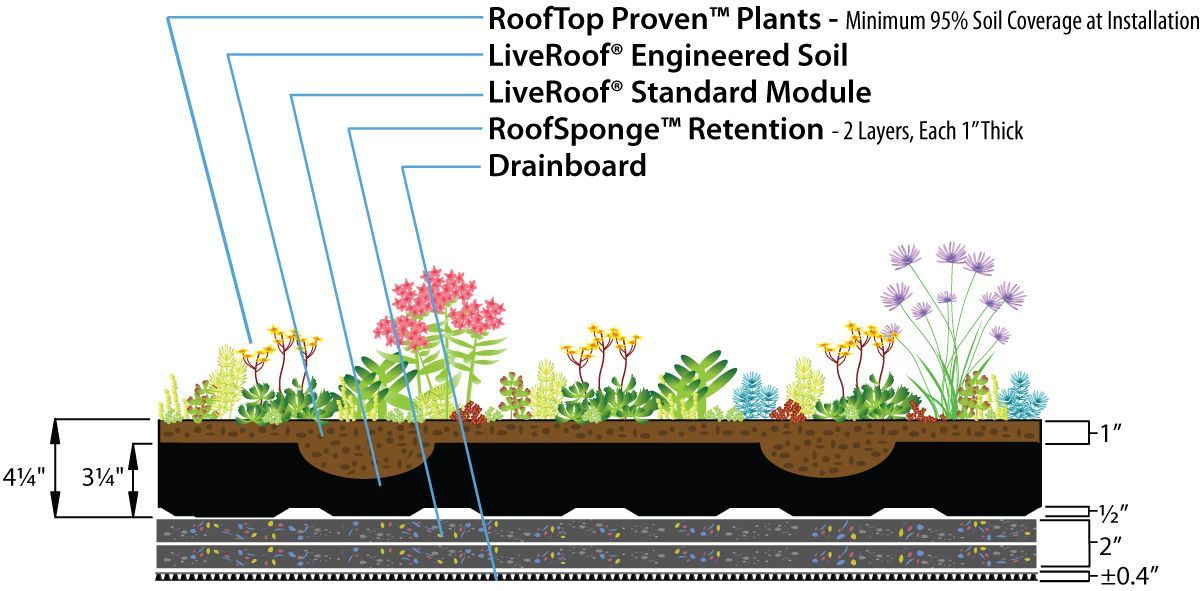 Cross-section of a green roof, showing layers: plants, soil, module, retention, and drainboard.