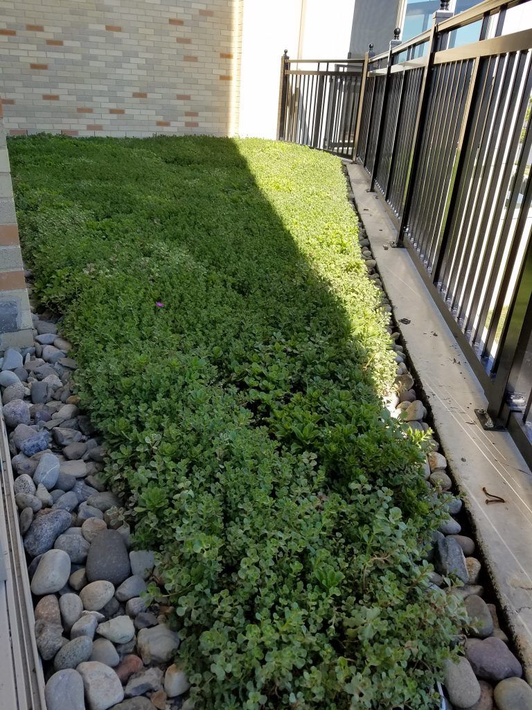 Green ground cover next to a building and fence, with rocks along the edge.
