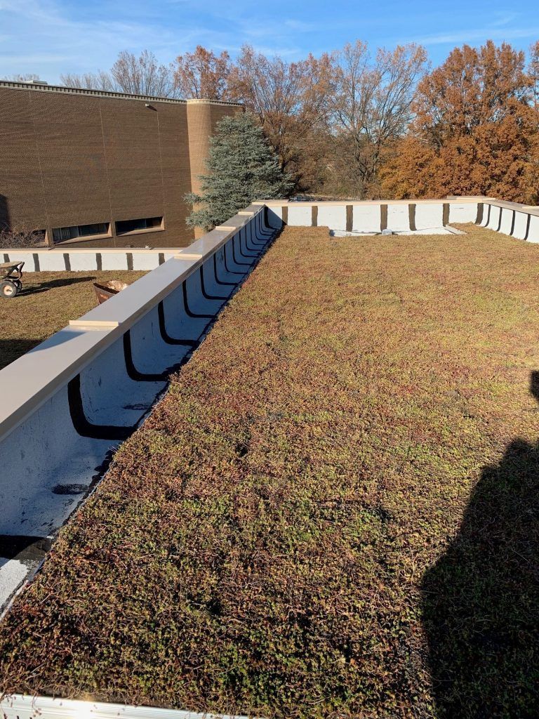 Green roof with a building in the background. Brown and green plants cover the roof.